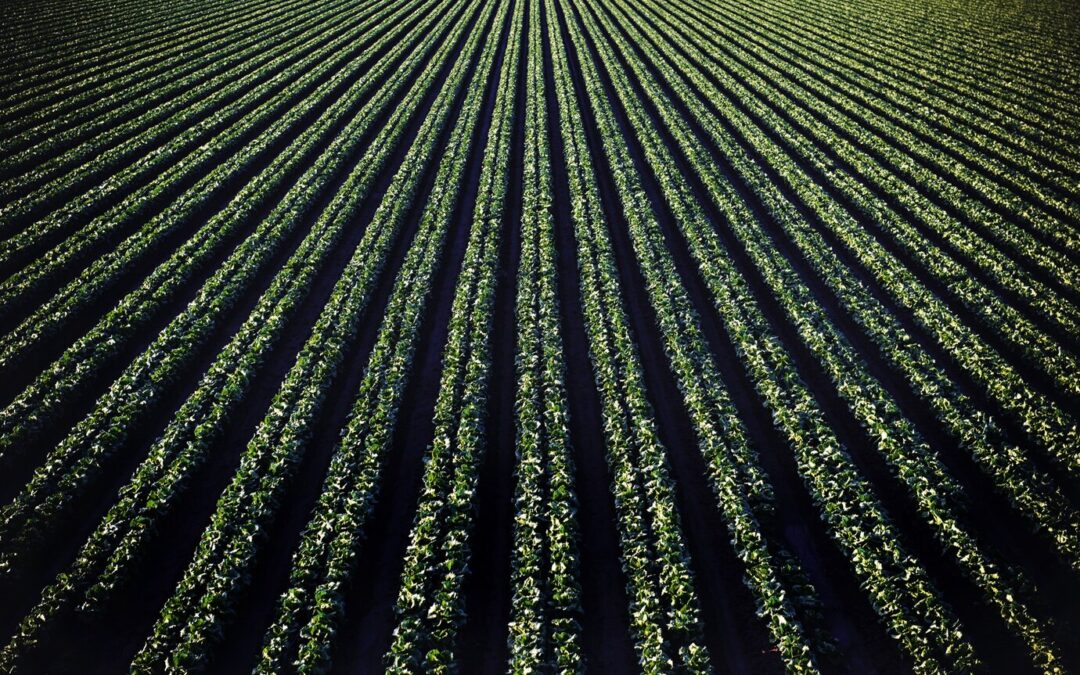 L’Impact Caché de l’Agriculture sur la Nature